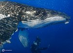 fond ecran  Un jour sur Terre : baleine