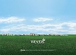 fond ecran  Weeds