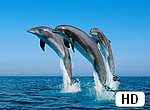 fond ecran HD 3 dauphins