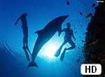 fond ecran HD dauphin et plongeur