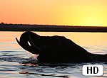 fond ecran HD Eléphant