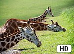 fond ecran HD 3 girafes