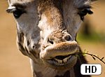 fond ecran HD Girafe