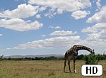 fond ecran HD Girafe dans la savane