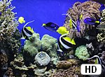 fond ecran HD Poissons tropicaux