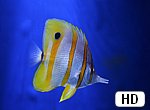 fond ecran HD Poisson tropical