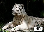 fond ecran HD Tigre Blanc