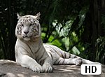 fond ecran HD Tigre Blanc