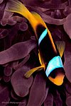 fond iphone poisson clown