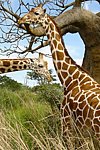 fond iphone girafe