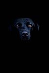 fond iphone labrador noir
