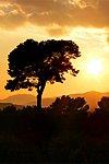 fond iphone arbre et coucher de soleil